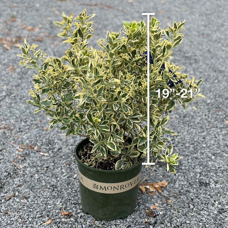 EUONYMUS SILVER KING 2G
